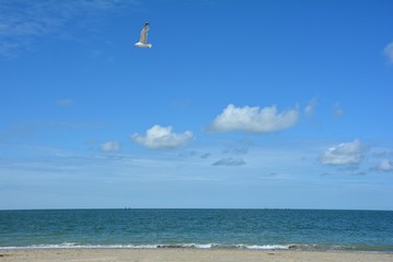 Möwe fliegt über Sandstrand mit viel blauem Himmel