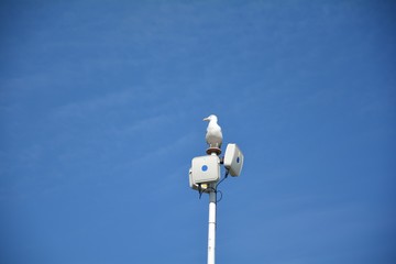 Möwe sitzt auf Antenne