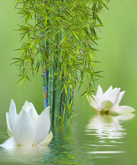Obrazy na Szkle  biały lotos i kępka bambusa, azjatycka flora wodna