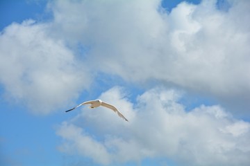 Möwe im Flug mit blauem Himmel und Wolken