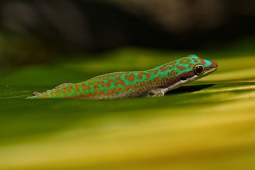 Ornate day gecko in natural habitat