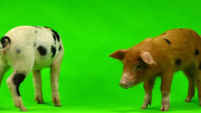 pig isolated on a green background.  in studio shot