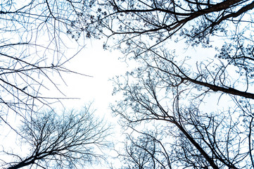 view from below of bare branches of trees in cold winter day