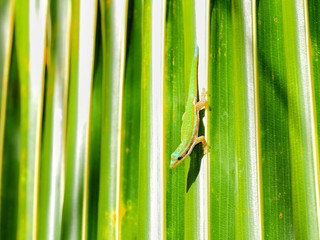 Ornate day gecko in natural habitat
