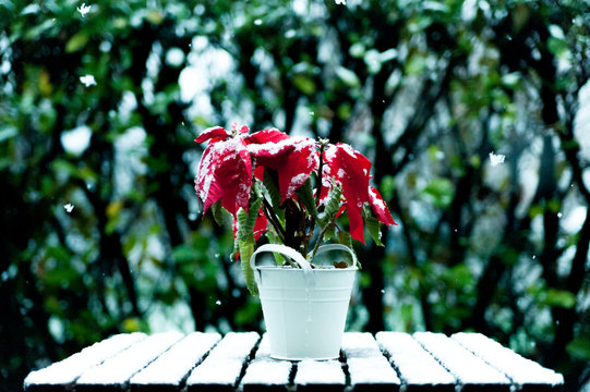 Closeup Of Christmas Star Poinsettia Plant Outdoor With Snow And Snowflakes Falling