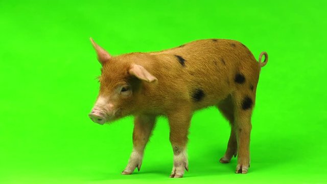 pig isolated on a green background.  in studio shot