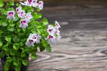 Blossoming geranium on a wooden background Shabby Chic