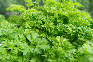 Background of green parsley closeup