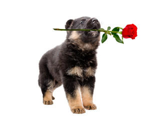 Fototapeta premium Portrait of puppy German Shepherd with a rose in his mouth, isolated on white background
