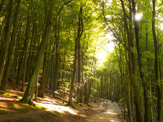 Licht dringt durch die Bäume eines Buchenwalds