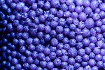 Background heap of violet small balls for bath, macro