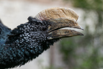 Silver cheek hornbill