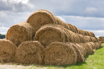 Golden bales of hay collected on a clear day in summer on the field.