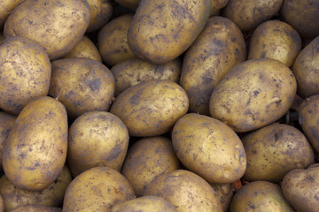The harvested potatoes out of the ground close up. New potatoes. The texture of the potatoes.