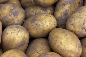 The harvested potatoes out of the ground close up. New potatoes. The texture of the potatoes.