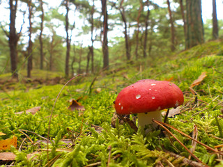Fliegenpilz auf Moosboden im Kiefernwald