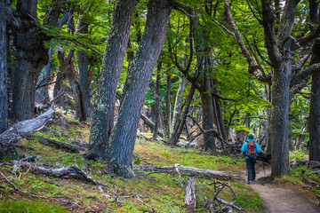 A tourist walks along a path in a forest with large trees. Shevelev.