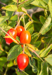 Hagebutte Frucht Vitamin C