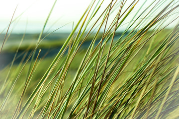 Naklejka premium Dunes grass beach Maasvlakte, port of Rotterdam
