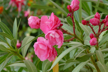 pink oleander
