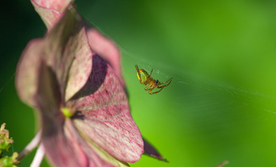 Spinne im Netz