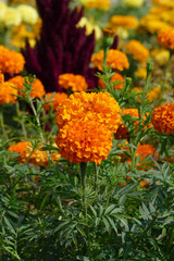 marigolds