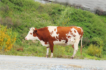 Fototapeta na wymiar A cow stands on the road