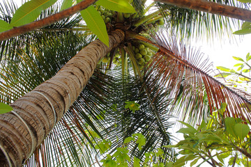 Naklejka premium Palm tree with coconuts on the sky background