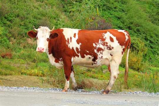 A cow stands on the road