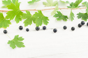Fresh ripe blackcurrant and branch with green leaves on old white rustic wooden planks