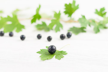 Fresh ripe blackcurrant and branch with green leaves on old white rustic wooden planks