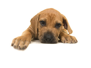 Cute boerboel or South African mastiff puppy seen from the front lying down with its head on the floor and facing the camera on a white background