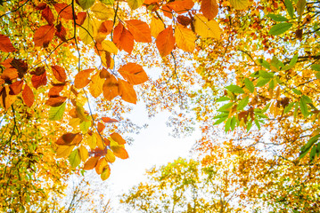 Autumn leaves against the sky, looking up in a forest in autumn