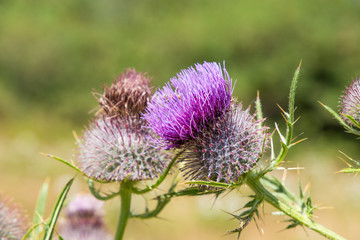 Pink milk thistle flower in bloom in summertime