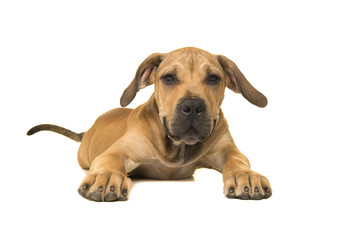 Cute boerboel or South African mastiff young female dog with tail lying down and facing the camera on a white background seen from the front