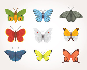 set of colorful Butterfly Vector Design Illustration. summer insect