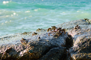 Crabs on a rock. Crabs have a sunbath on a rock near the sea