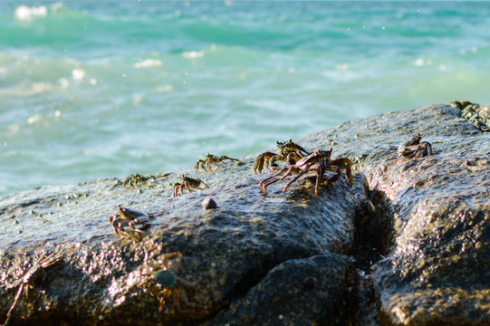 Crabs on a rock. Crabs have a sunbath on a rock near the sea