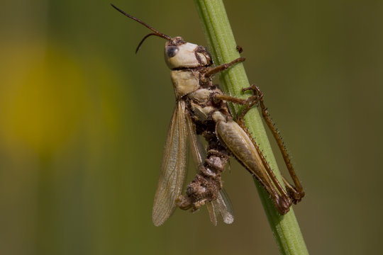 Close up of grasshopper perching on grass stalk