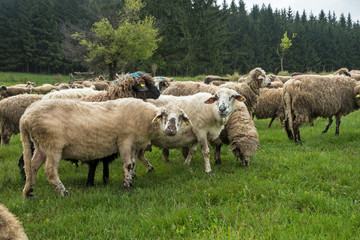 Hairy sheep on a green meadow