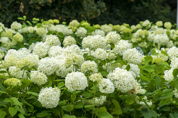 Blooming white hydrangea