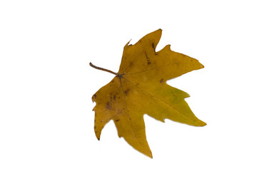Yellow orange leaf. Isolate