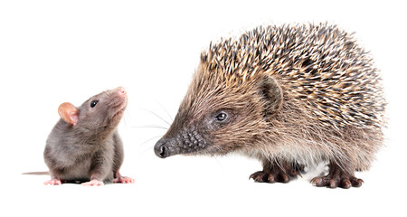 Portrait of curious gray rat and cute hedgehog, isolated on white background