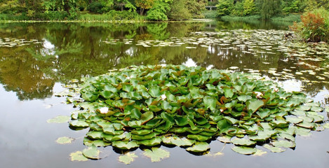 Obraz na płótnie Canvas Beautiful pond with water lilies in a small garden near the Rosenborg Palace, Copenhagen, Denmark