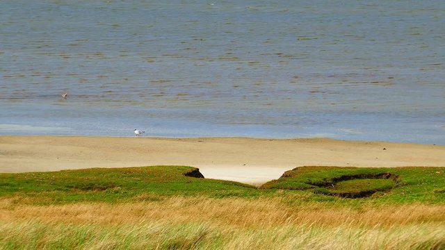 Sylt Nordsee Weltnaturerbe Wattenmeer - Hintergrund  - Ellenbogen 