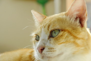 ginger cat face portrait in home