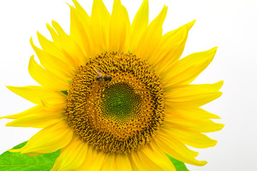 Sunflower isolated on white background with clipping path by Macro lens .