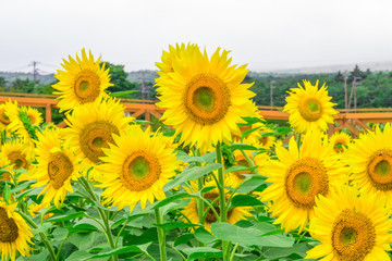 Obraz premium Sunflowers field blooming in the garden at sunny summer or spring day in Yamanashi Prefecture, Japan .