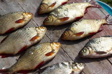 Fresh fish European roach