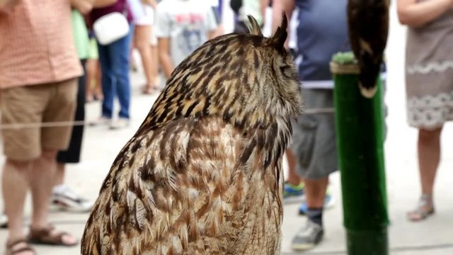 Upper body of an Eurasian eagle-owl (Bubo bubo)